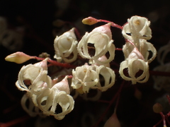 Sterculia monosperma