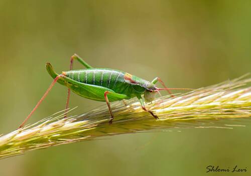 Isophya savignyi