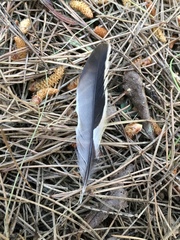 Fringilla coelebs