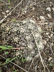 Escobaria missouriensis