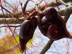 Sterculia monosperma
