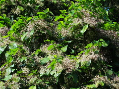 Sterculia monosperma