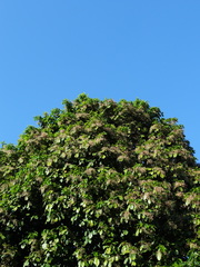 Sterculia monosperma