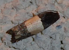 Epiblema tripartitana