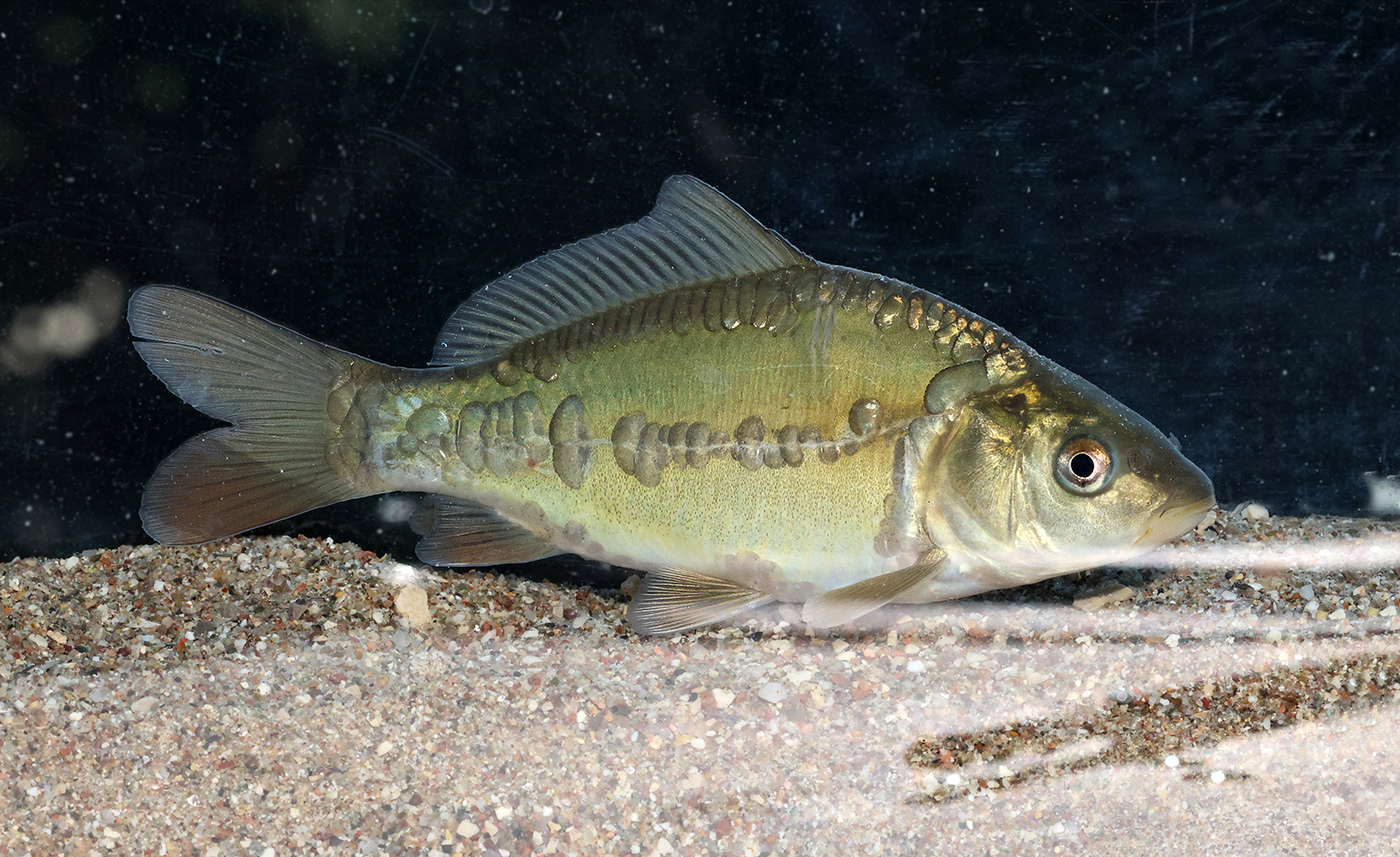 Mirror Carp (Cyprinus Carpio): Ultimate Guide - Fish Laboratory