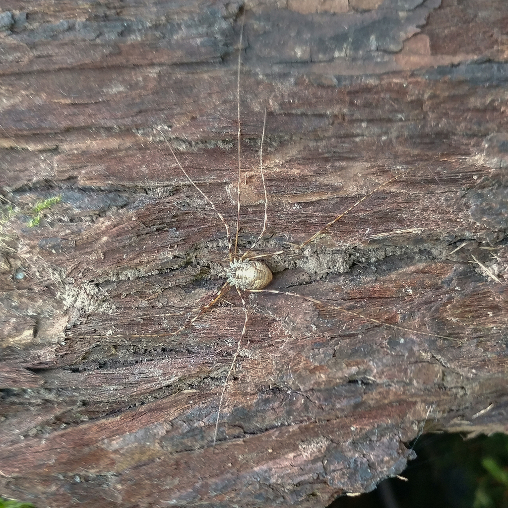 Leptobunus parvulus