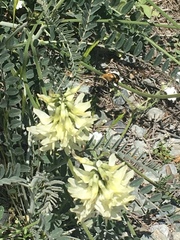 Habropoda tristissima