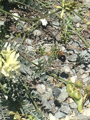 Habropoda tristissima