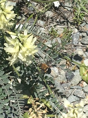 Habropoda tristissima