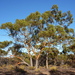 Eucalyptus loxophleba - Photo (c) Dean Nicolle,  זכויות יוצרים חלקיות (CC BY-NC), הועלה על ידי Dean Nicolle