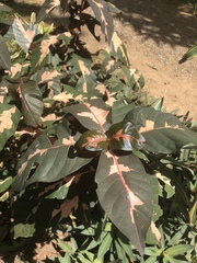 Graptophyllum pictum