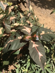 Graptophyllum pictum