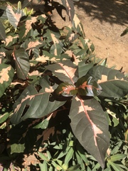 Graptophyllum pictum