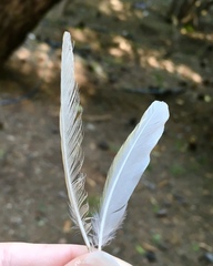 Serinus canaria domesticus