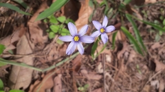 Sisyrinchium scabrum
