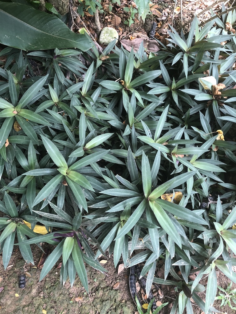 Misère en bateau (Tradescantia spathacea)