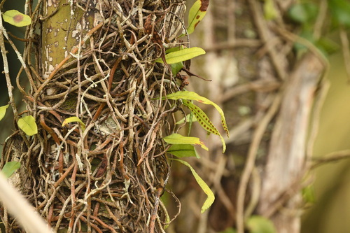 Microgramma mauritiana