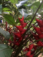Heliconia caribaea