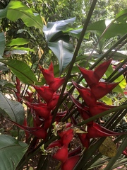 Heliconia caribaea