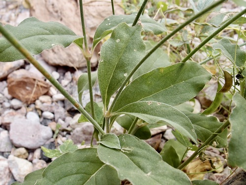 Image of Froelichia interrupta by (c) Sue Carnahan, some rights reserved (CC BY)