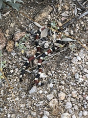 Micruroides euryxanthus