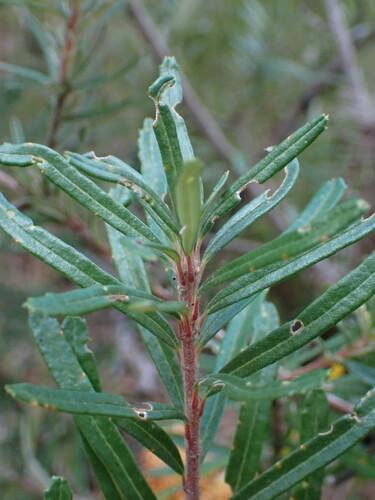 Image of Banksia neoanglica by (c) Milan Chytrý, some rights reserved (CC BY)