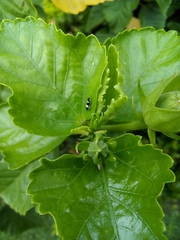 Microgoniella tristicula