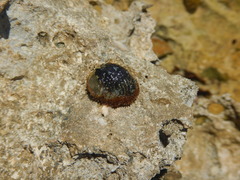 Nerita fulgurans