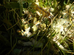 Porites porites
