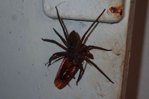 Pantropical Huntsman Spider