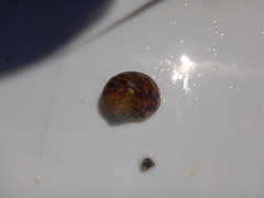 Nerita peloronta
