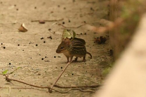 Typical Striped Grass Mouse