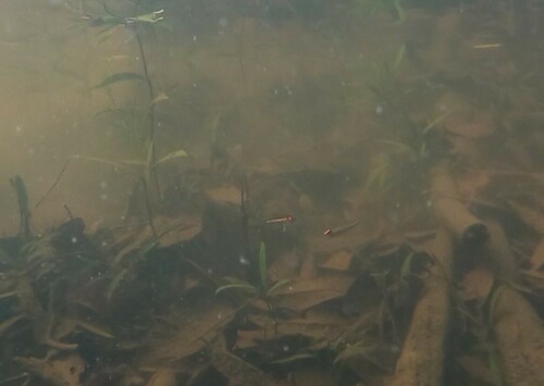 Hemigrammus erythrozonus