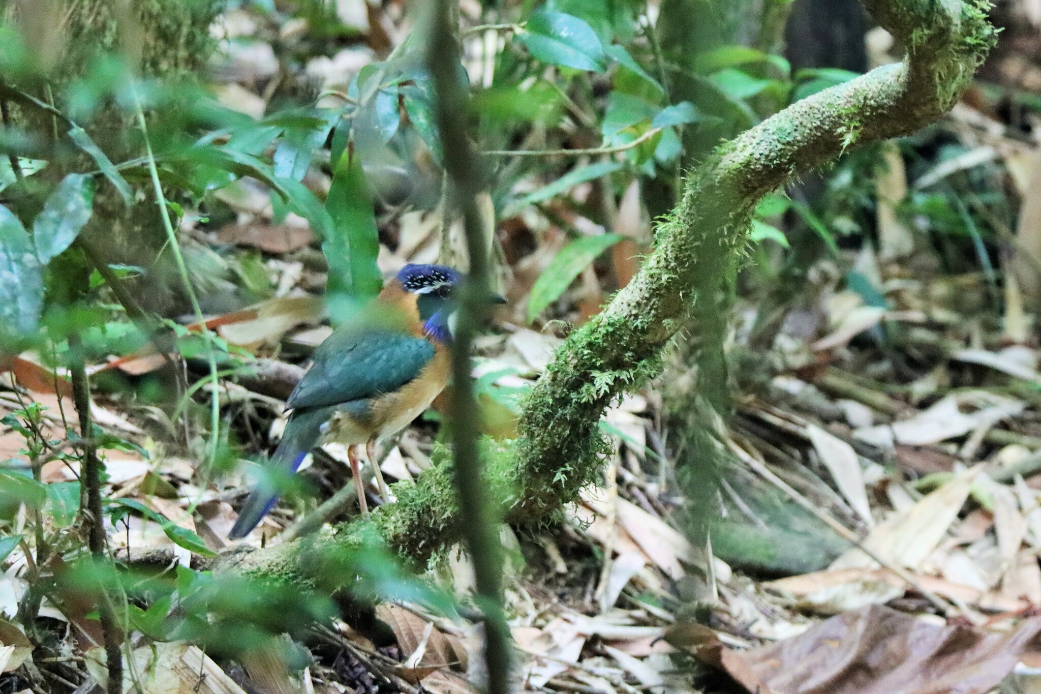 Pitta-like Ground-Roller illustration