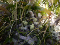Porites porites