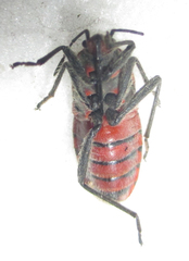 Graptostethus