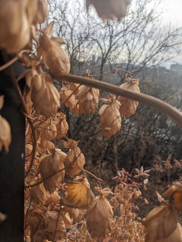 Image of American Hops (Humulus americanus) by no rights reserved