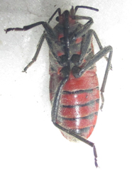 Graptostethus