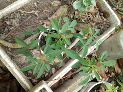 Crotalaria longirostrata