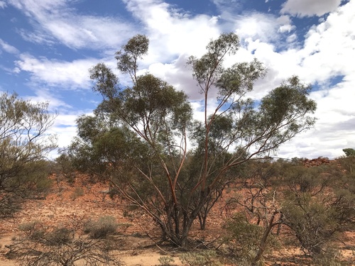 Marymia Mallee (Eucalyptus semota)
