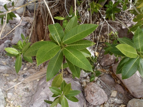 Image of Ficus insipida by (c) Sue Carnahan, some rights reserved (CC BY)