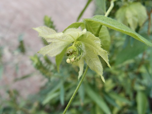 Image of Dalechampia scandens by (c) Sue Carnahan, some rights reserved (CC BY)