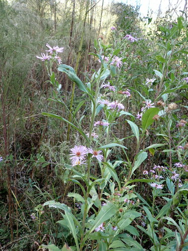 Image of Symphyotrichum elliottii by (c) Larry Jensen, some rights reserved (CC BY)