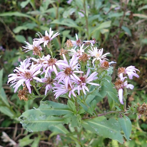 Image of Symphyotrichum elliottii by (c) Larry Jensen, some rights reserved (CC BY)