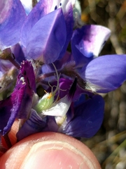Lupinus nanus