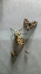 Hypercompe theophila