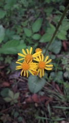 Packera coahuilensis