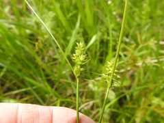 Carex retroflexa