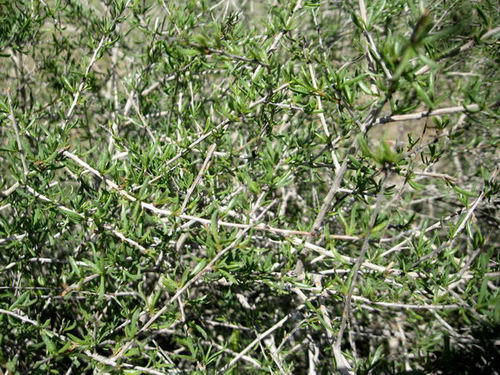 Pteropyrum