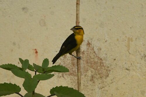 Black-necked Weaver (Ploceus nigricollis), photo 10